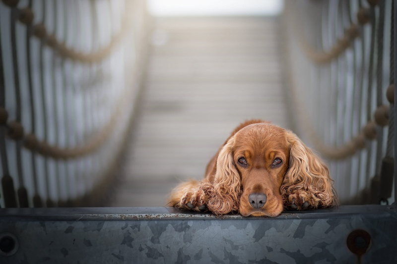 animal, indoors, puppy, vertebrate, dog, sets, mammal, selective focus, 2K, railing, cocker spaniel, spaniel, domestic animals, cocker, brown, english cocker spaniel