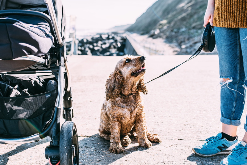 outdoors, real people, black, adorable, beside, pet, cocker, pet leash, 4K, day, animal, low section, mode of transportation, canine, dog, english, cute