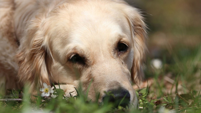 sporting dog, puppy, animal head, fun, portrait, nature, canine, clumber, animal, purebred, animals, hunting dog, one animal, pet, golden retriever, grass