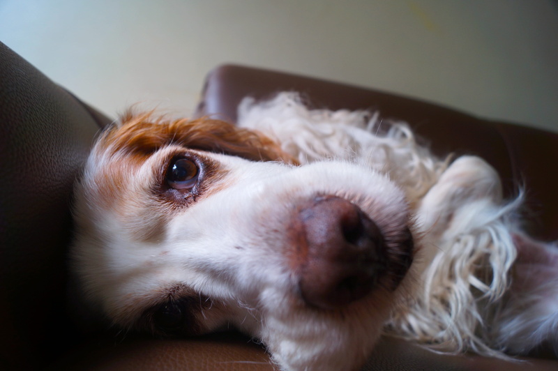 domestic animals, small, no people, cocker, 4K, home interior, english, indoors, animal, close-up, lap dog, white, relaxation, whisker, sit, domestic