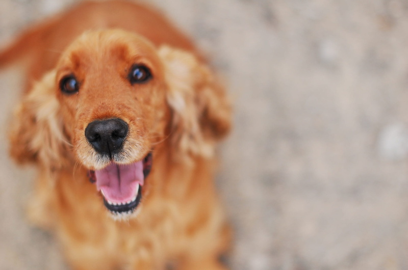 sweet, focus on foreground, mouth open, one animal, brown, close-up, mammal, animal themes, thoroughbred, domestic animals, focus, facial expression, cocker spaniel english