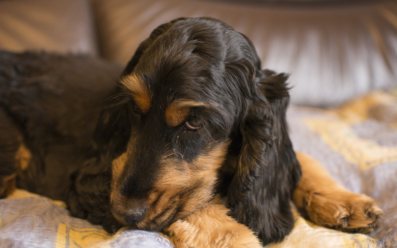 4K, dog backgrounds, muzzle, english cocker spaniel