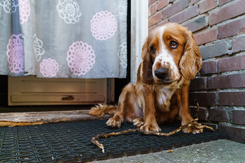 house, dog, 2K, each, English Cocker Spaniel