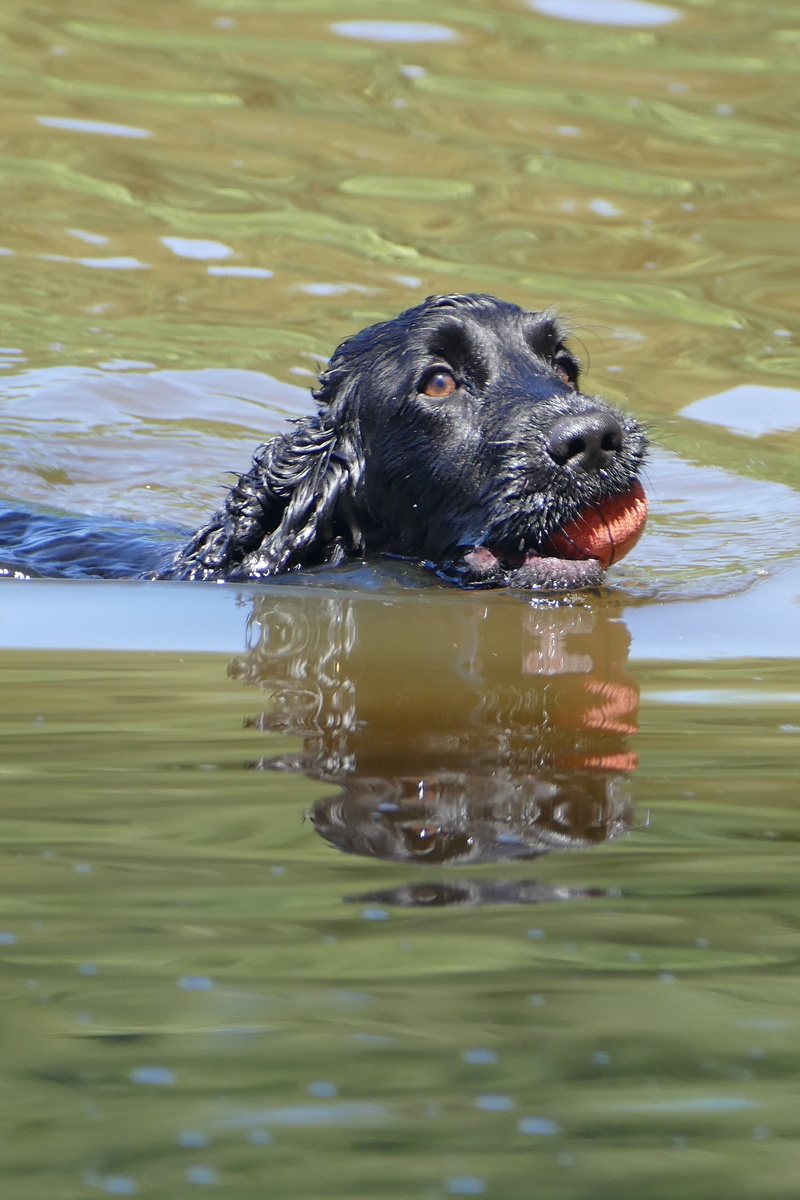wet, domestic animals, nature, 5K, lake, animal head, vertebrate, black labrador, pond, no people, cocker spaniel, sweet, spaniel, movement, mouth open