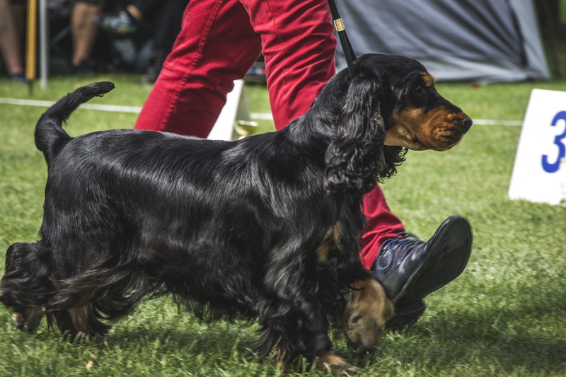 real people, coker, human leg, pets, vertebrate, dogs, canine, dog, human body part, thoroughbred, lynx, grass, coat, cocker spaniel english, 4K, doggy