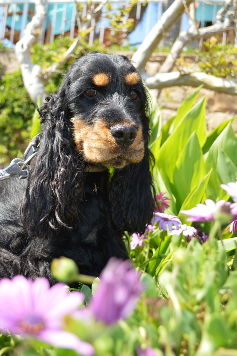 domestic, english cocker spaniel, mammal, no people, day, domestic animals, close-up, spaniel, outdoors, nature, dog, looking at camera, selective focus