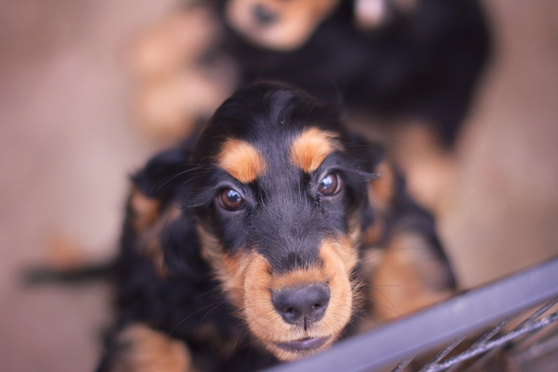 domestic, a friend of man, photography, day, young, shallow, young animal, emotion, doggy, mammal, Cocker Spaniel, trellis, dachshund, border collie, animal