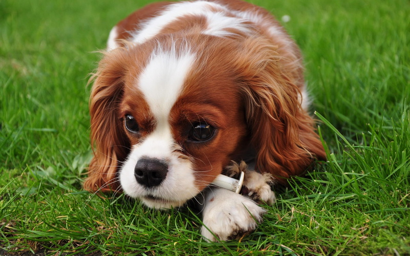 brown, dogs, puppy, coat, spaniel, white, animals, animal, 2K, long