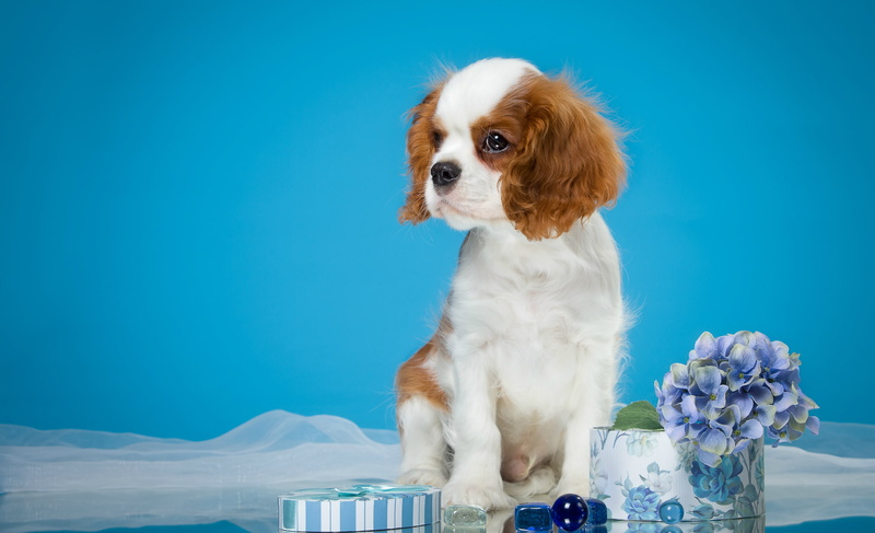 Spaniel dog, mammal, animal, 2K, canine, one animal, colored background, no people, studio shot, domestic animals, indoors, blue background, animal themes
