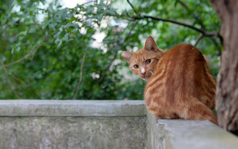 ladowe, 2K, looking, koty, mouse, animals, zwierzeta, rudy, cat