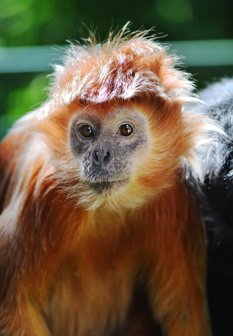 day, red, monkey, 5K, outdoors, lutung, asia, portrait, no people, animal, animal eye, javanese, animal themes, look, one animal, fur, vertebrate, animal wildlife