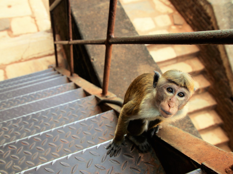 domestic, sigiriya, primate, sri lanka, no people, eyes, focus on foreground, metal, animal head, high angle view, domestic animals, railings, vertebrate