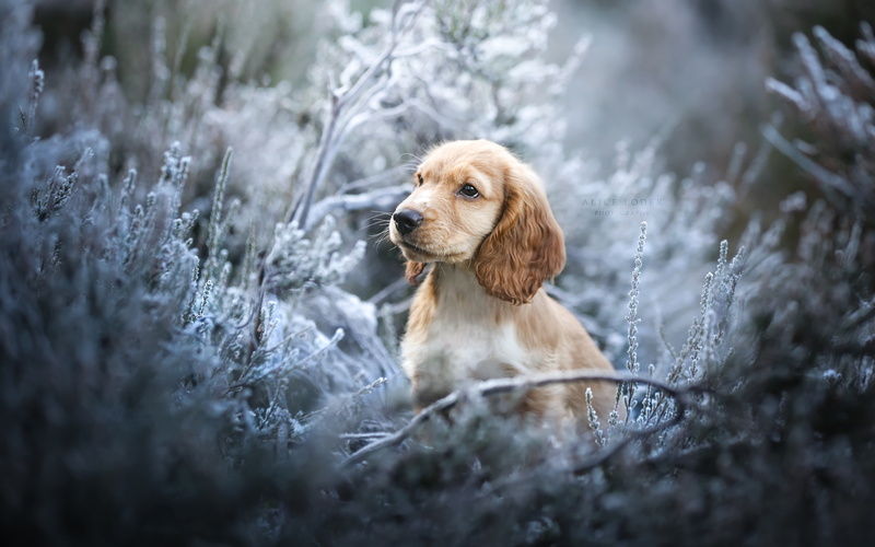 dog, grass, frost, 5K, English Cocker Spaniel