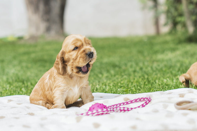 puppy, textile, snout, 4K, red, panting, coker, rudy, domestic, no people, spacer, grass, animal themes, one animal, animal, a friend of man, canine, relaxation