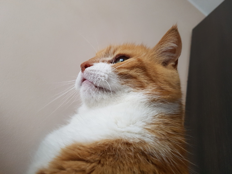 ginger cat, Downy, hair, animal themes, looking away, vertebrate, 4K, one animal, looking, whisker, close-up, animal head, domestic, domestic cat, animal