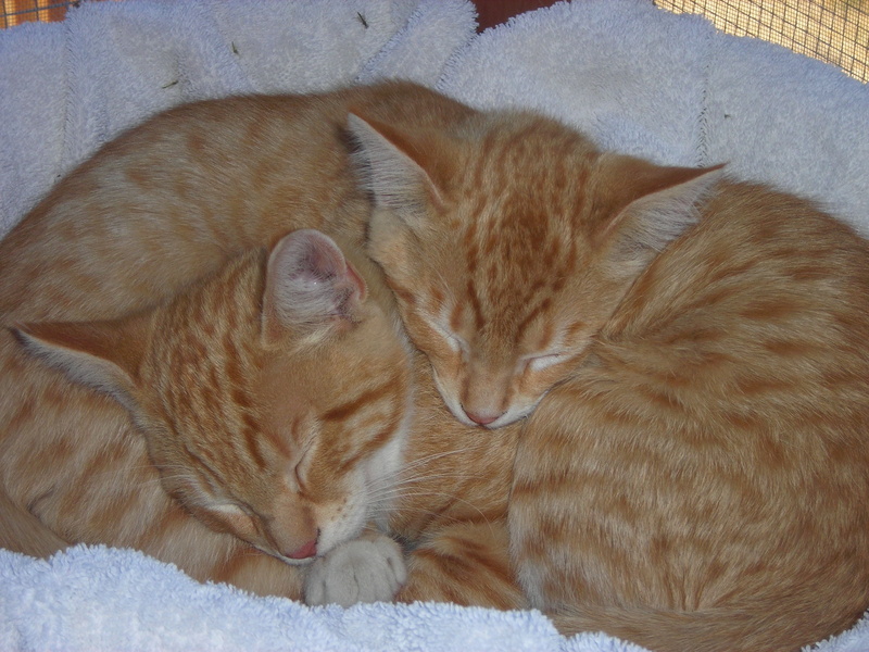 mammal, animal family, whisker, cat, group of animals, ginger cat, pets, vertebrate, domestic animals, domestic, domestic cat, a young kitten, animal themes