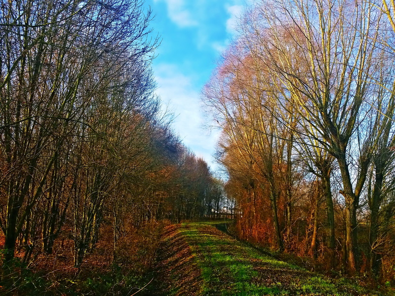 park, nature, autumn, bare tree, land, cloud - sky, plant, non-urban scene, no people, diminishing perspective, tranquility, tree, day, field, outdoors