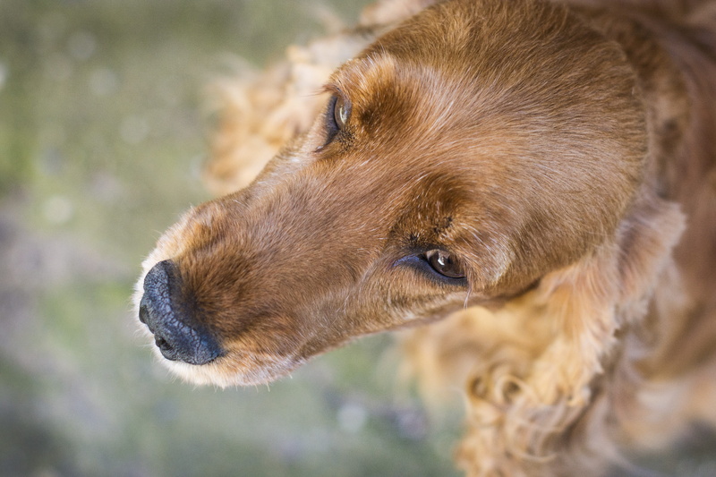 english, gold, animal nose, canine, profile view, spaniel, at the court of, pets, relaxation, sweet, looking, nature, close-up, rudy, coker, looking away