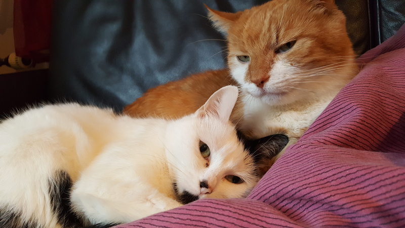 vertebrate, furniture, cats, white, pets, rudy, mammal, feline, 5K, indoors, domestic cat, bed, young animal, people, care, domestic, cat, relaxation