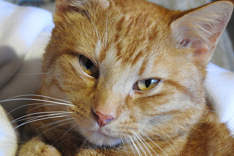 mammal, animal eye, pets, looking, looking away, whisker, close-up, cat, relaxation, vertebrate, animals, animal, animal head, charming, domestic animals