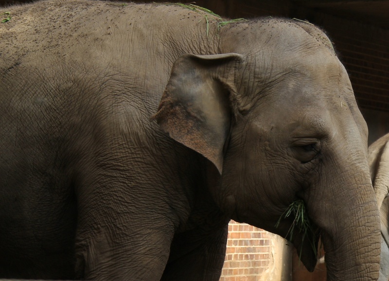wildlife photography, zoological garden, eye, national park, large, mammals, animal portrait, sunlight, rudi, asian elephant, ivory, hull, vertebrate, grauhaeuter