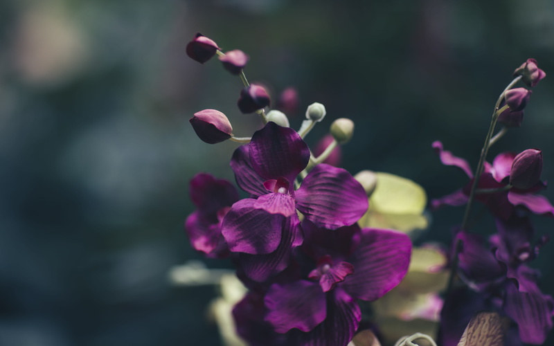 focus on foreground, things, orchid, pink color, close-up, season, little, vulnerability, selective focus, bud, inflorescence, purple, outdoors, petal