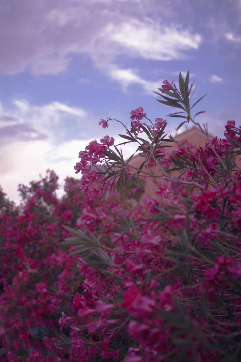 neighborhood, fragility, suburbs, wildflowers, growth, freshness, vegas neighborhood, beautiful, street nature, cloud - sky, clouds, nature, girly, vegas beauty