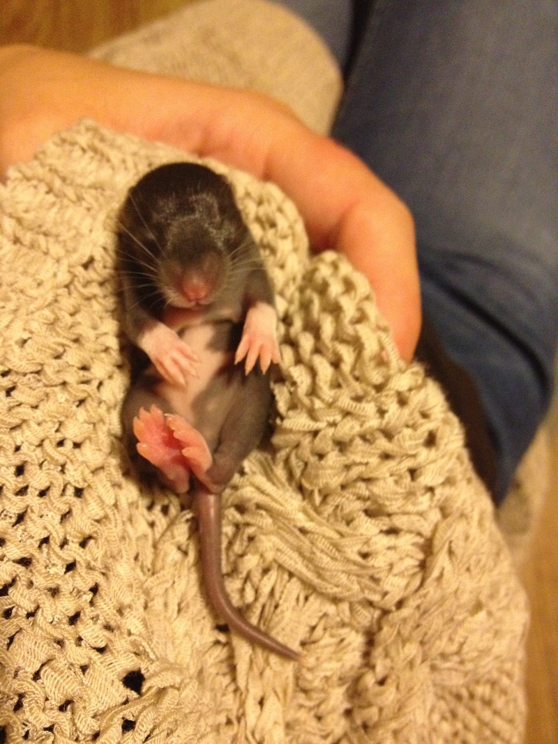 2K, real people, hand, relaxation, sleeping, domestic, pet, high angle view, pets, one person, cute, rodent, favorite, baby, young, lifestyles, child