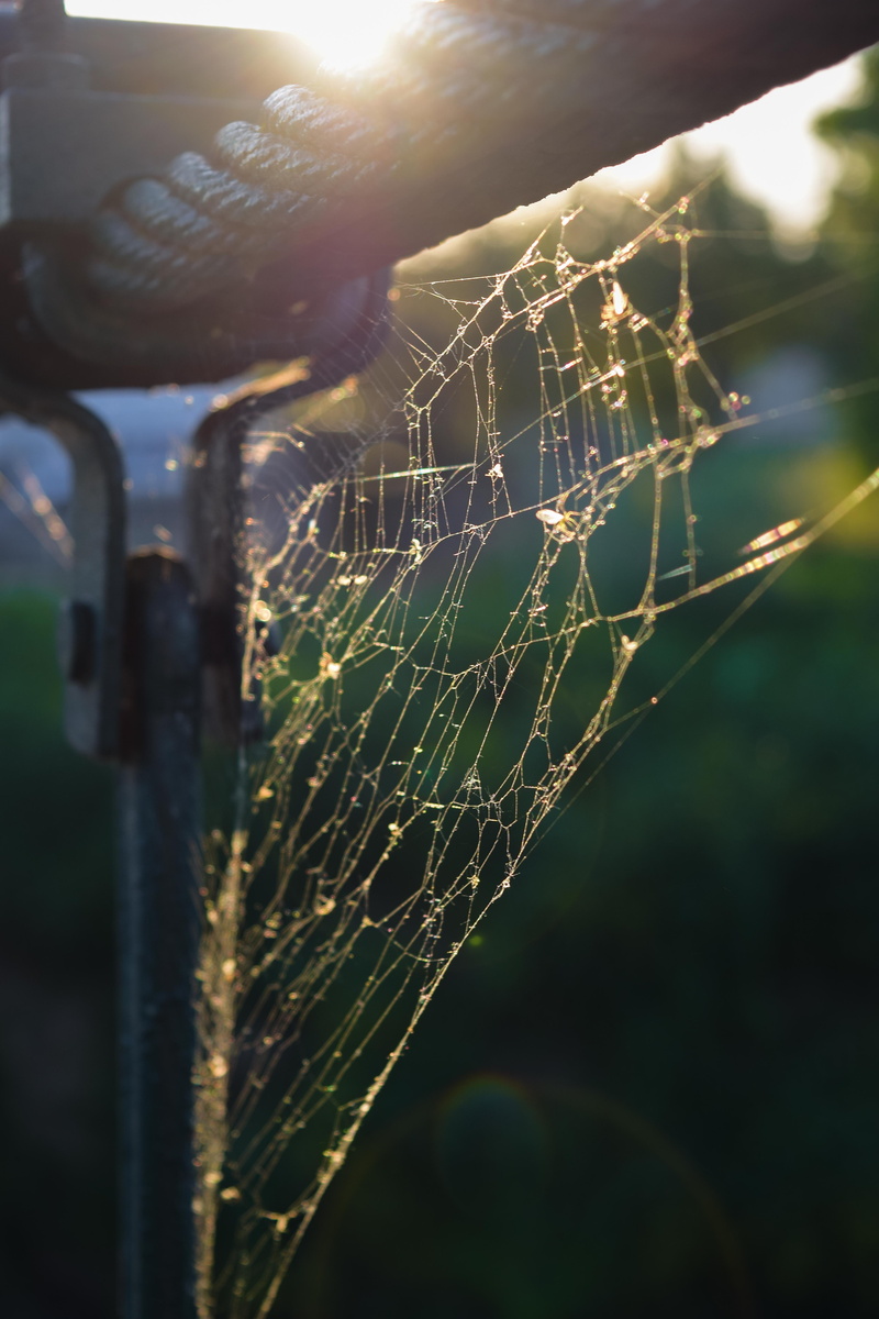 little things, 5K, romania, drop, close-up, vulnerability, crasna, sun, focus on foreground, sunlight, bridge, beauty in nature, day, nature, wet, plant