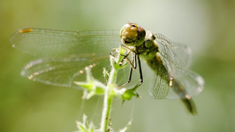 close-up, beautiful macro, beautiful, animal themes, fragility, nature, romania, 1080P, macro photography, insect, nice feeling, animal, green color