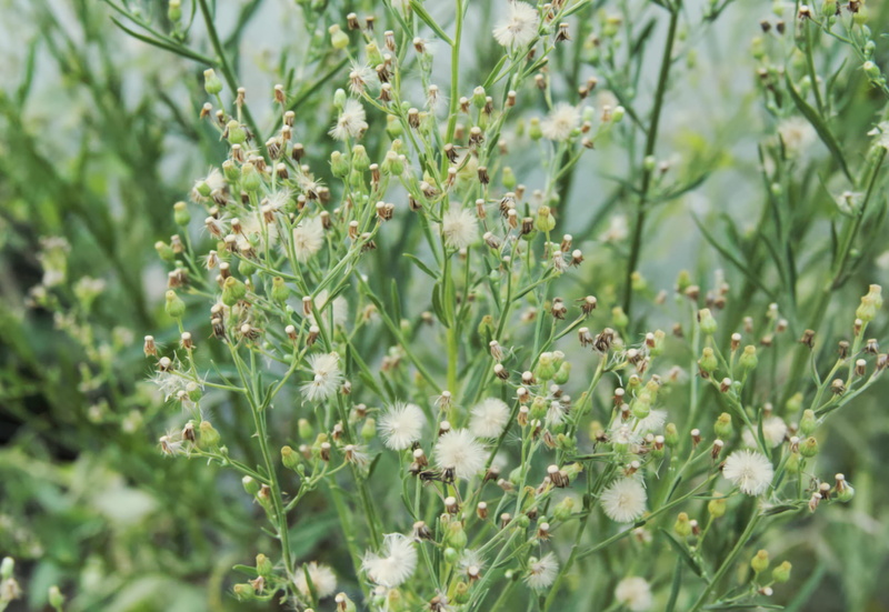 green, growth, flowering plant, tiny, things, small, tranquility, flower, day, vulnerability, 1080P, beauty in nature, focus on foreground, green color