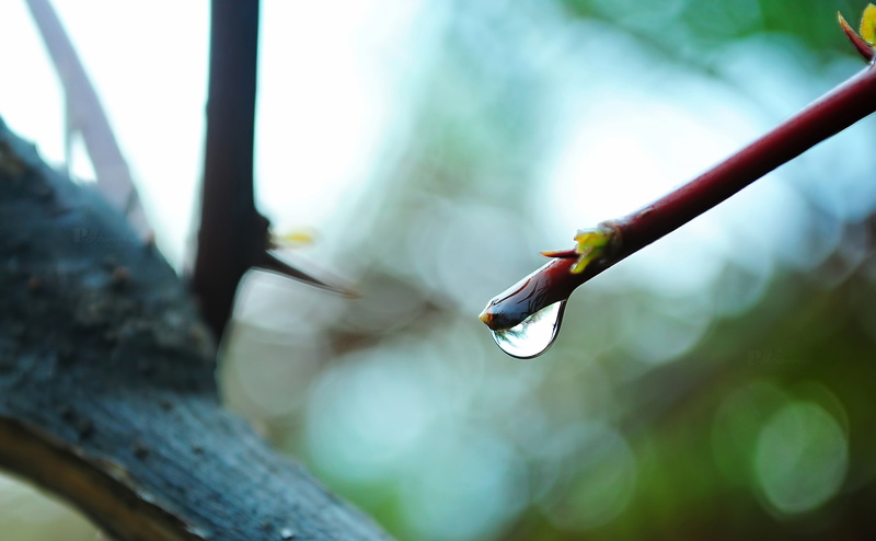 green color, rain, no people, day, Macro, tree, purity, plant part, things, beauty in nature, little, growth, plant, water, nature, focus on foreground