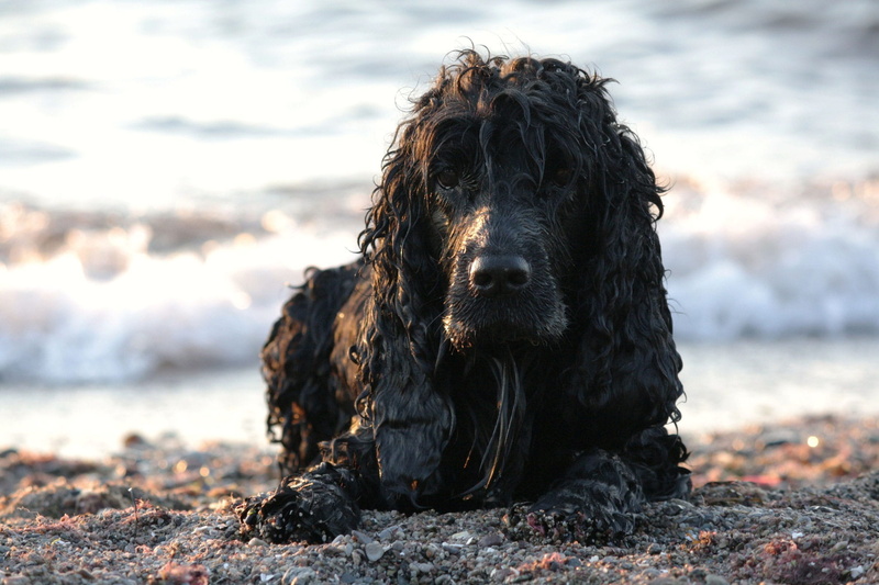 lifestyle, looking at camera, spaniel, canine, focus on foreground, beach, pets, seaside, mammal, Dog, wet, Animal, animal head, outdoors, domestic, sea