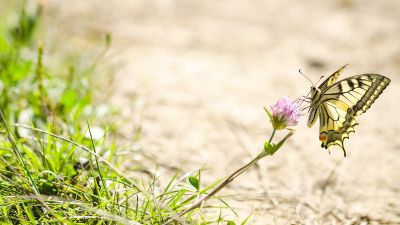nature, no people, 1080P, freshness, macro, flower head, photography, springtime, growth, zarnesti, tiny, blur, nice feeling, romania, petal, fragility