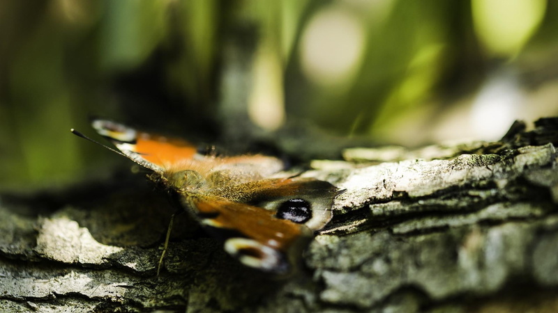 tree, animal themes, animal wing, no people, nice feeling, animal, solid, outdoors, invertebrate, brasov, nature, little things, close-up, butterfly, animals in the wild
