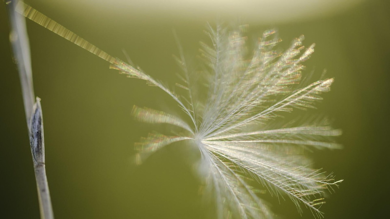 sweet light, 1080P, beautiful macro, green color, growth, brasov, grass, romania, sunlight, selective focus, food and drink, nice feeling, beauty in nature