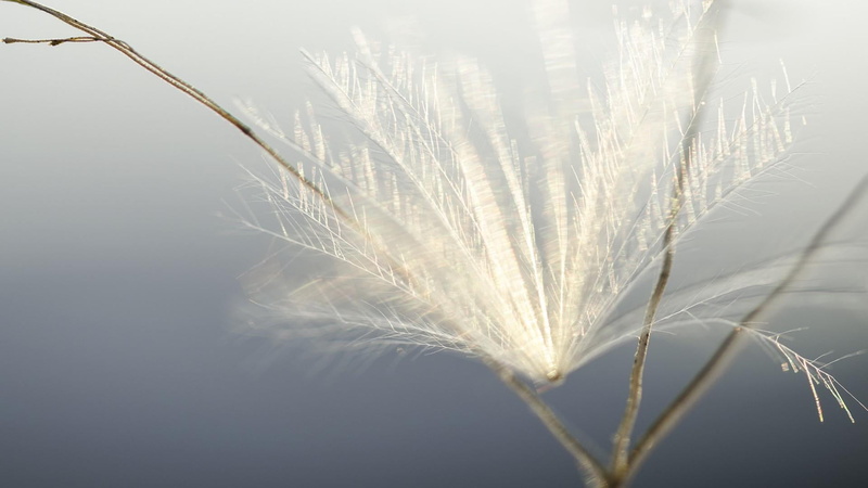 beauty in nature, softness, vulnerability, agriculture, copy space, beautiful, tiny, plant stem, beautiful macro, blur, photography, nature, plant