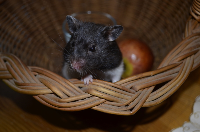 animal wildlife, domestic, basket, one animal, herbivorous, focus on foreground, close-up, whisker, wicker, mustache, vertebrate, animal themes, domestic animals