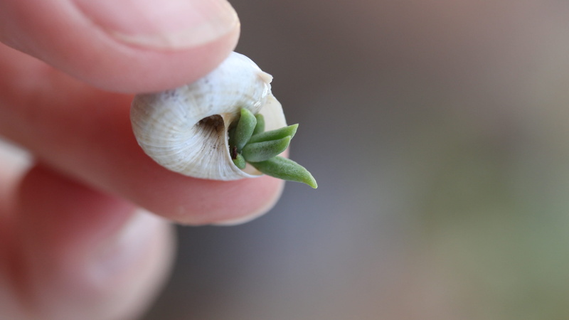 peel, outdoors, focus on foreground, plant, 2K, little things, blossom, animal, fairy garden, freshness, green color, holding, day, human hand, bud, human