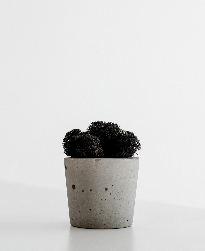 container, potted plant, still life, black, gardening, plant, minimalism, flower pot, white background, green color, nature, close-up, pot, concrete, copy space