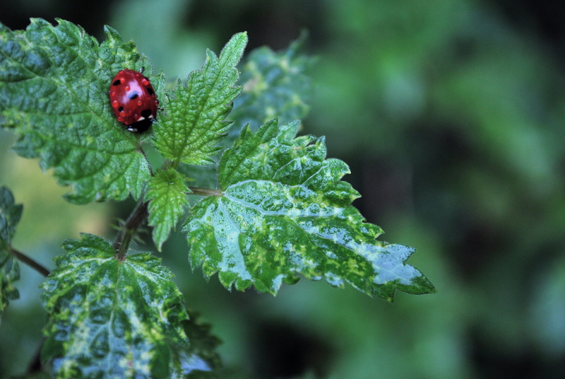 vegetation, beetle, one animal, close-up, focus, animals in the wild, pottery, plants, day, herbs, growth, plant, drops, bush, dew, nap, plant part, nature