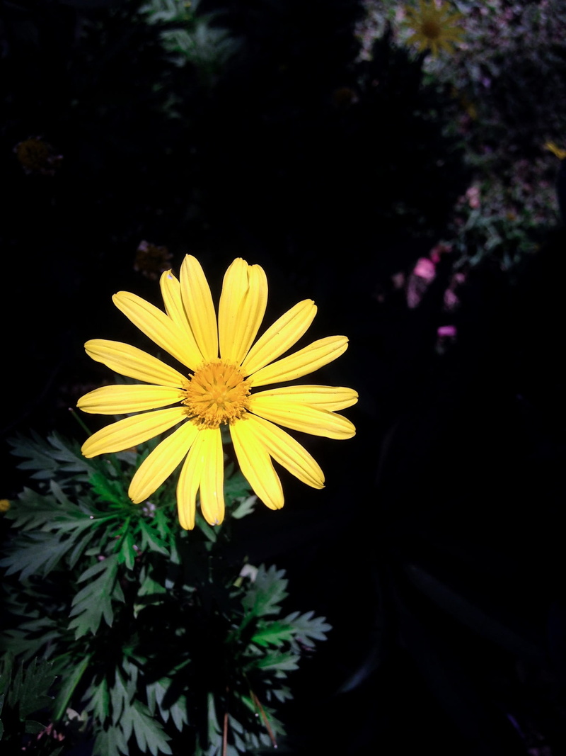 selective focus, outdoors, bee, day, green, 1080P, fragility, flowering plant, yellow, little, focus on foreground, growth, vulnerability, no people, beauty in nature