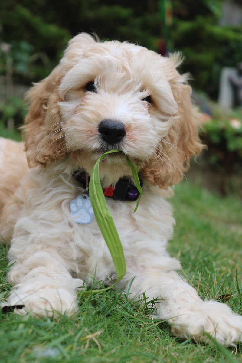 animal head, play, animal, dog, animal themes, playful, white, pets, playing, poodle, vertebrate, fun, coker spaniel, one animal, outdoors, domestic, breed