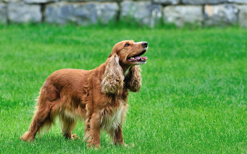 coker, dog, animals, 1080P