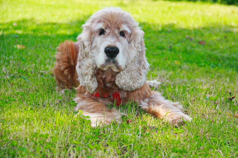 doggy, pets, sitting, plant, field, purebred dog, relaxation, domestic, nature, green color, gold, grass, looking at camera, rest, summer, breed dogs, dog