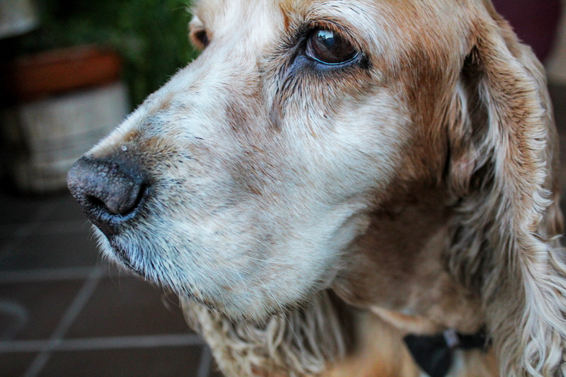 close-up, one animal, dog, animal head, cute, pets, profile view, animal mouth, no people, portrait, canine, coker, animal body part, mammal, animal nose
