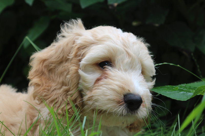 playful, fur, play, snout, shih tzu, poodle, domestic, mammal, hair, animal themes, fun, animal body part, one animal, young animal, dog, puppy, small