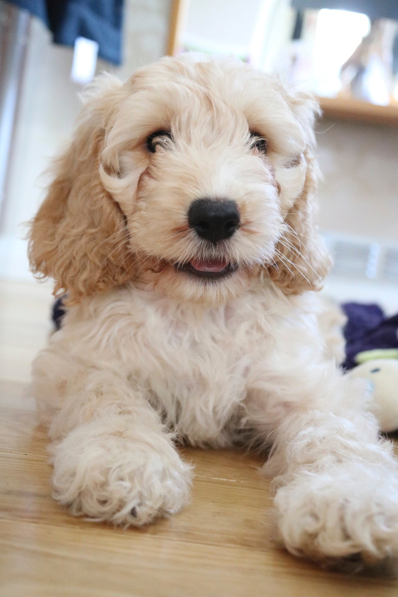 dog, playing, flooring, animal themes, animal head, play, hair, breed, home interior, cockapoo, animal hair, domestic, pup, one animal, happy, snout, mammal