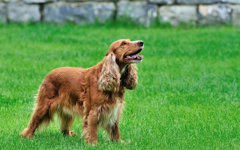dog, 2K, coker