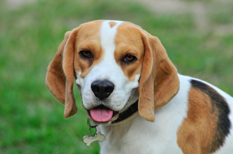 looking at camera, loving, animal themes, one animal, pet, 4K, canine, brown, panting, animal mouth, focus on foreground, pedigree, animal tongue, domestic animals